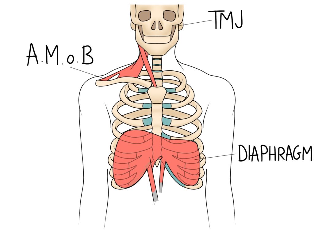 Musculoskeletal effects of tension