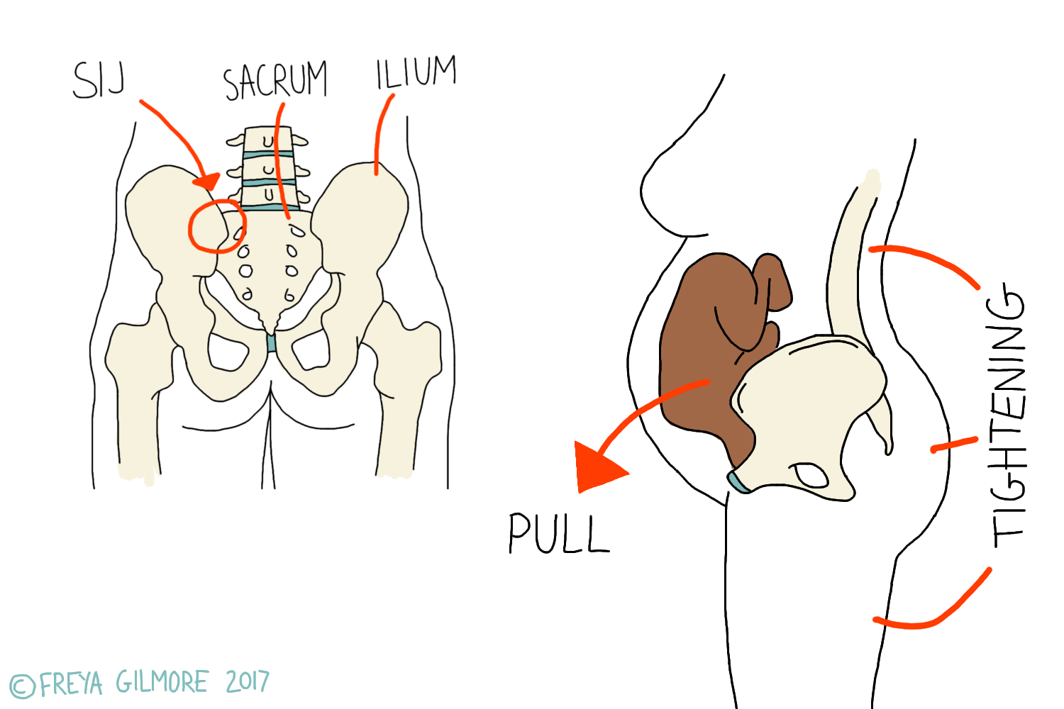 Side and back views of the pelvis in pregnancy