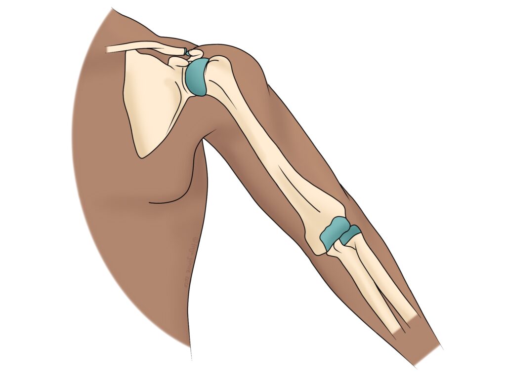 Shoulder and Elbow